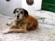 Fox Terrier perdida en Cardedeu, Barcelona