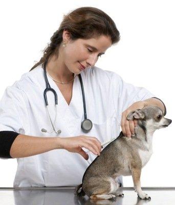 Calendario de vacunación en perros