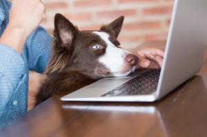 Descubrimos las consultas veterinarias online