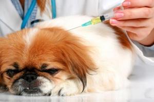 Enfermedades en perros: el moquillo canino