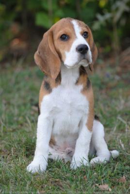 Perros de la raza Beagle