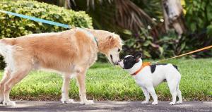 Qué es la socialización canina y por qué es importante