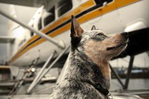 Viajes en avión con perros