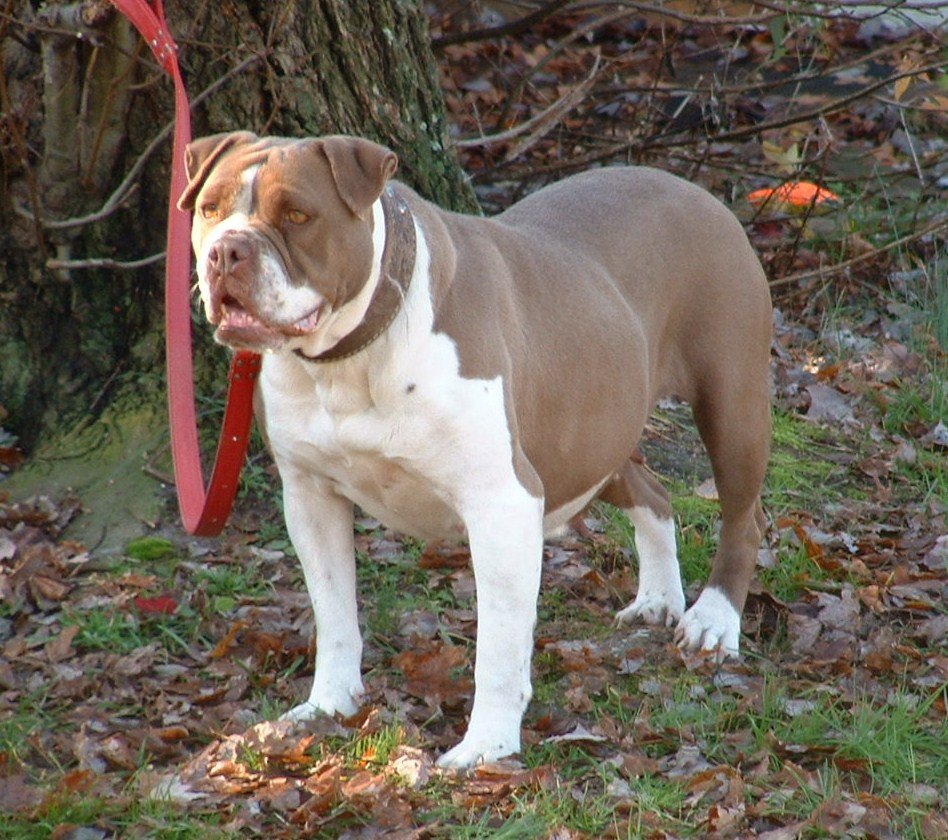 Bulldog Alapaha de sangre azul