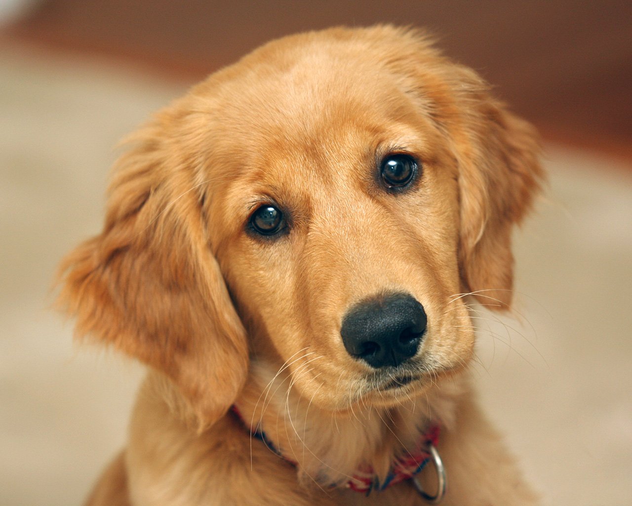 Holztiger Golden Retriever In Legno, Giocattolo Artigianale, Acero E Faggio, Atossico