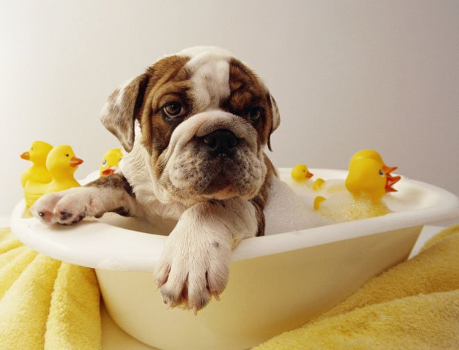 Como bañar a tu perro
