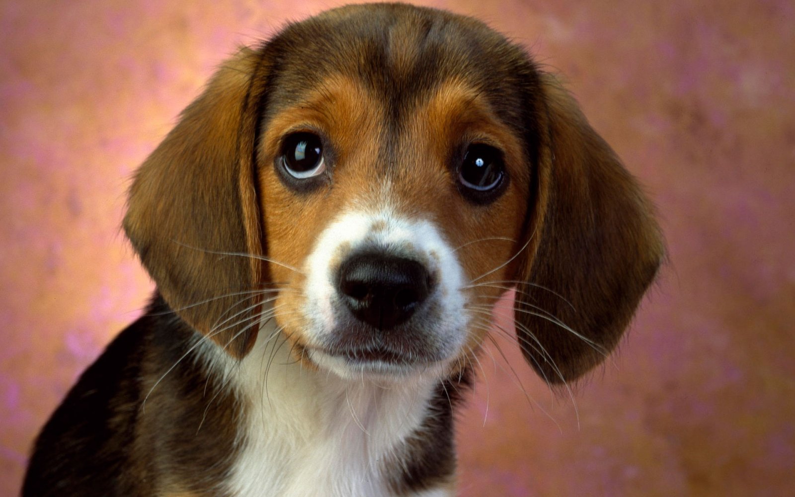 Beagle time (hora del beagle)