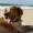 Consejos y precauciones para ir con los perros a la playa