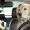 Viajar en coche con perros: legislación y recomendaciones