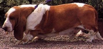 Foto peque�o Basset