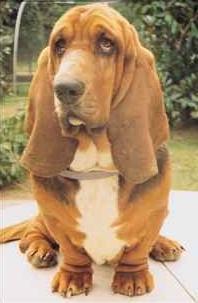 Peque�o Basset