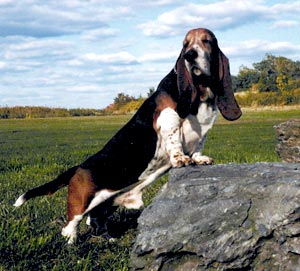 Foto Basset