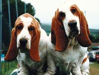 Foto perro Peque�o Basset