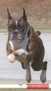Foto perro Boxer