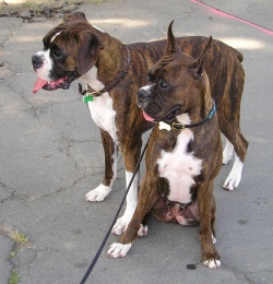 Foto perros raza boxer