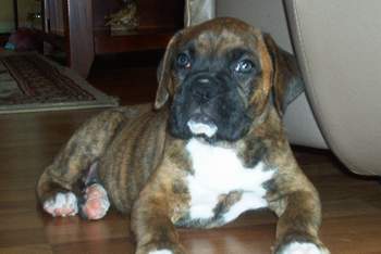 Perro raza boxer