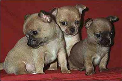 Foto perro Chihuahua