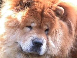 Perro chow chow foto