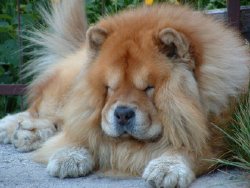 Perro chow chow