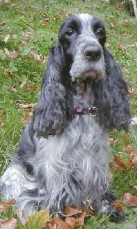 Cocker Americano