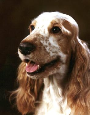 raza cocker spaniel ingles