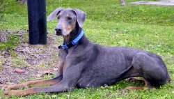 Perro grande