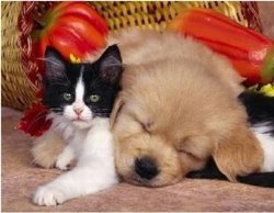 Perrito tierno