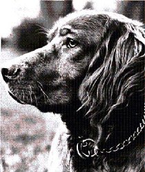 Perro fotograf�a