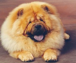 Chow Chow
