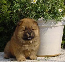 Perro Chow Chow