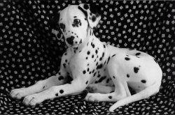 Perro Dalmata