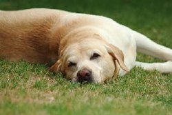 Perro Labrador