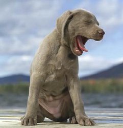 perros
