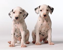 Perros Dalmata