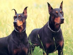 Perros Doberman