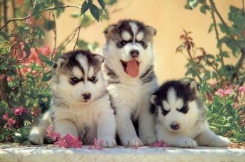 huskys siberianos