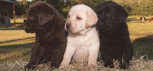 Cachorros Labrador Retriever