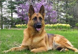 Foto perro Pastor Alem�n