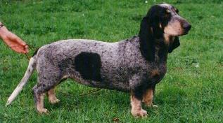 Perro Peque�o Azul 