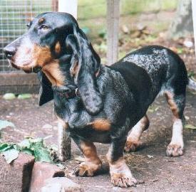 Foto Perro de Gasco�a