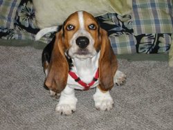 Foto raza pequeño basset