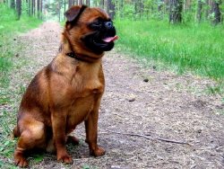 Pequeño brabantino foto