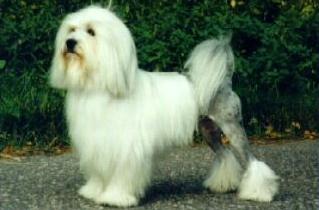 Perro Le�n