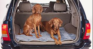 viajar con perros