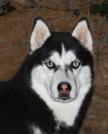  HUSKYS SIBERIANOS,SIBERIAN HUSKYS