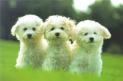 Perritos :)