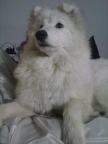 Mora Samoyedo