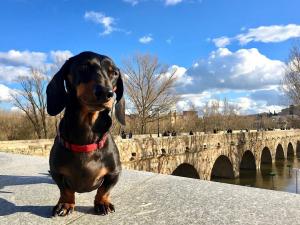 Las 6 ciudades españolas más dog-friendly para viajar con tus mascotas
