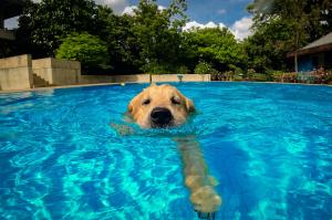 7 precauciones para un día de piscina con tu perro
