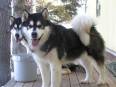Alaskan malamute